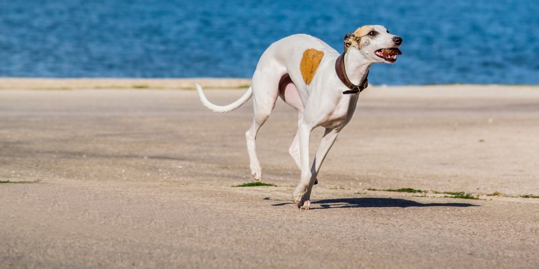 How Fast Can Whippets Run?: Speedy Facts