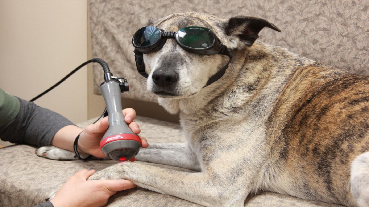 Cold Laser Therapy for Post-Operative Pain in Your Pet Dogs: Enhancing Recovery